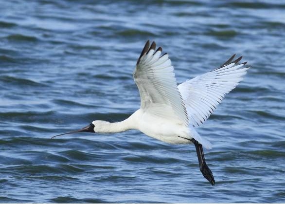 濕地復育有成 黑面琵鷺已漸漸群聚於高雄茄萣濕地