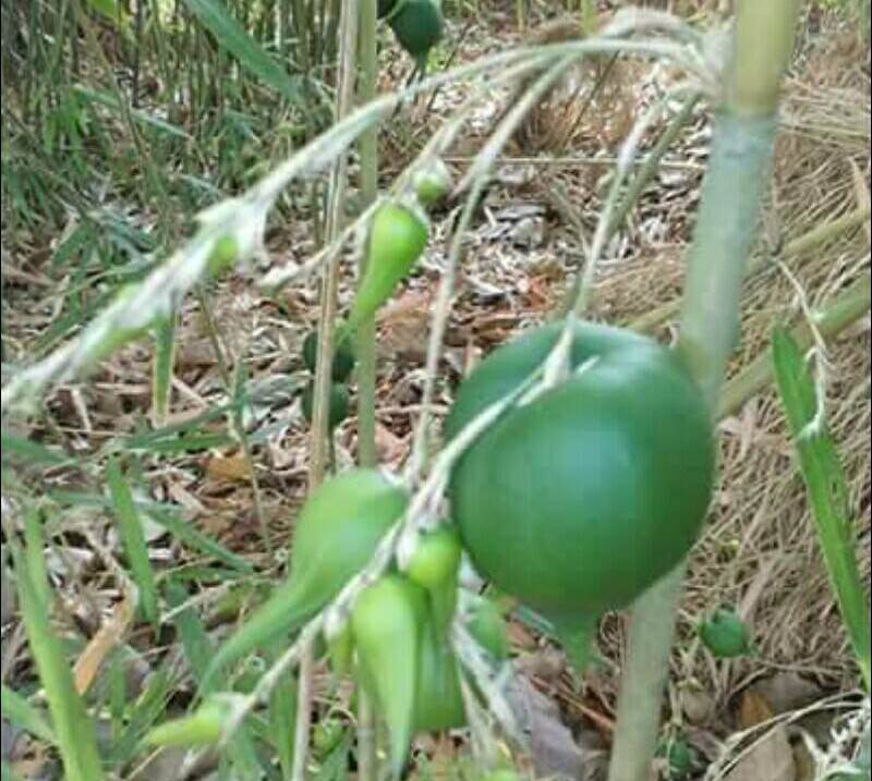 台灣的未來是大好？大壞？結果？一