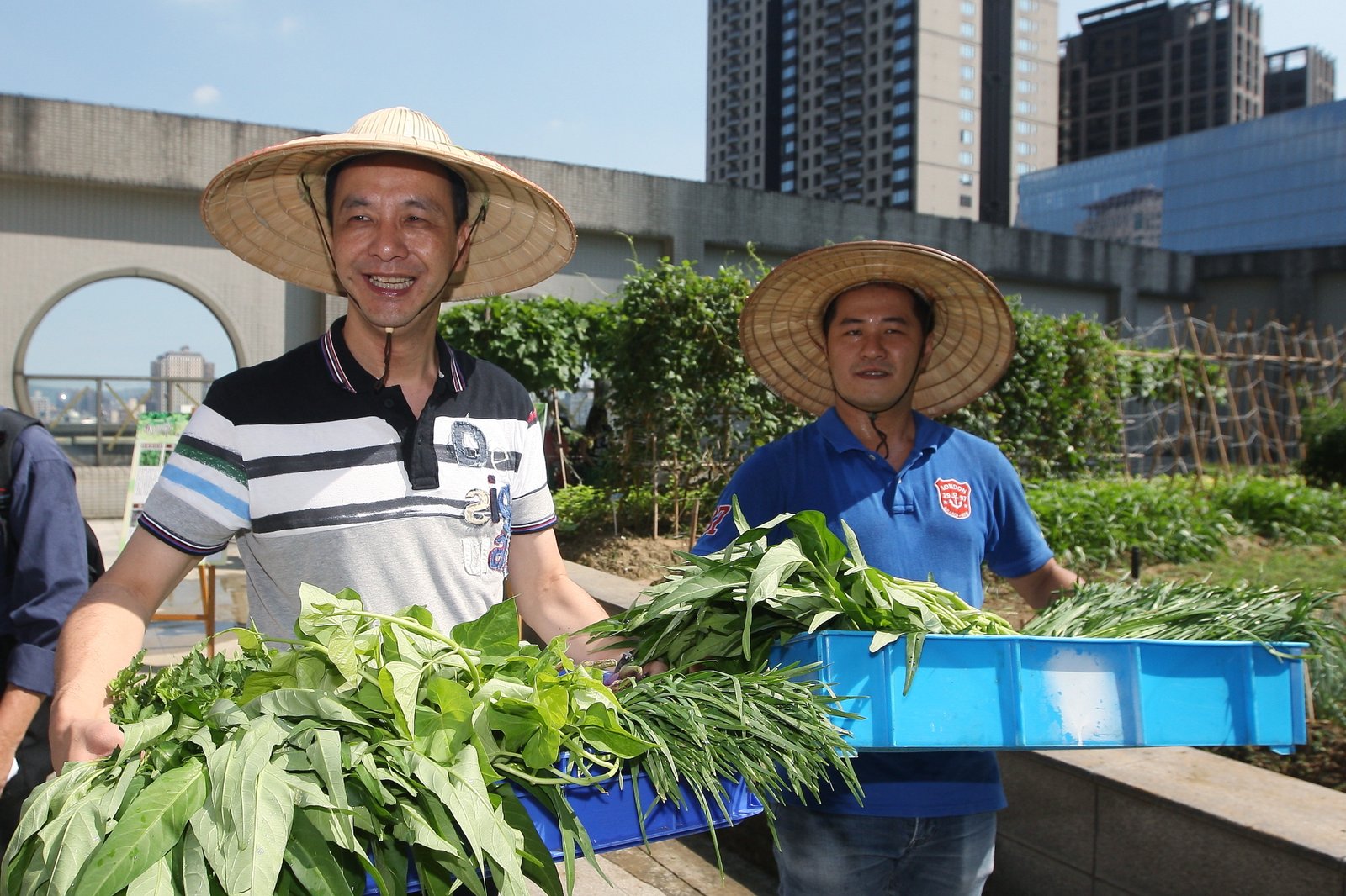 朱立倫採市府可食地景新鮮蔬菜　「產地直送」供老人共餐　
