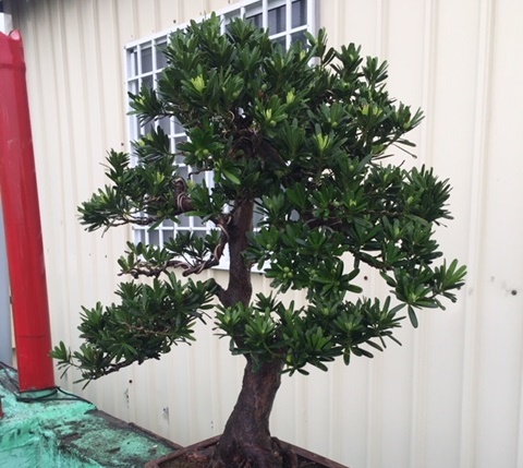 仁武警分局查獲專偷名貴盆栽竊賊