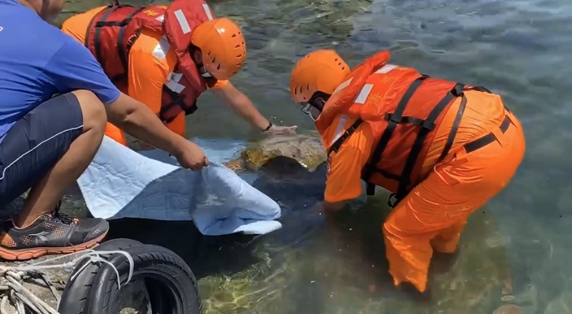 綠蠵龜曬昏頭 海巡署第五岸巡隊隨船悉心護送醫治