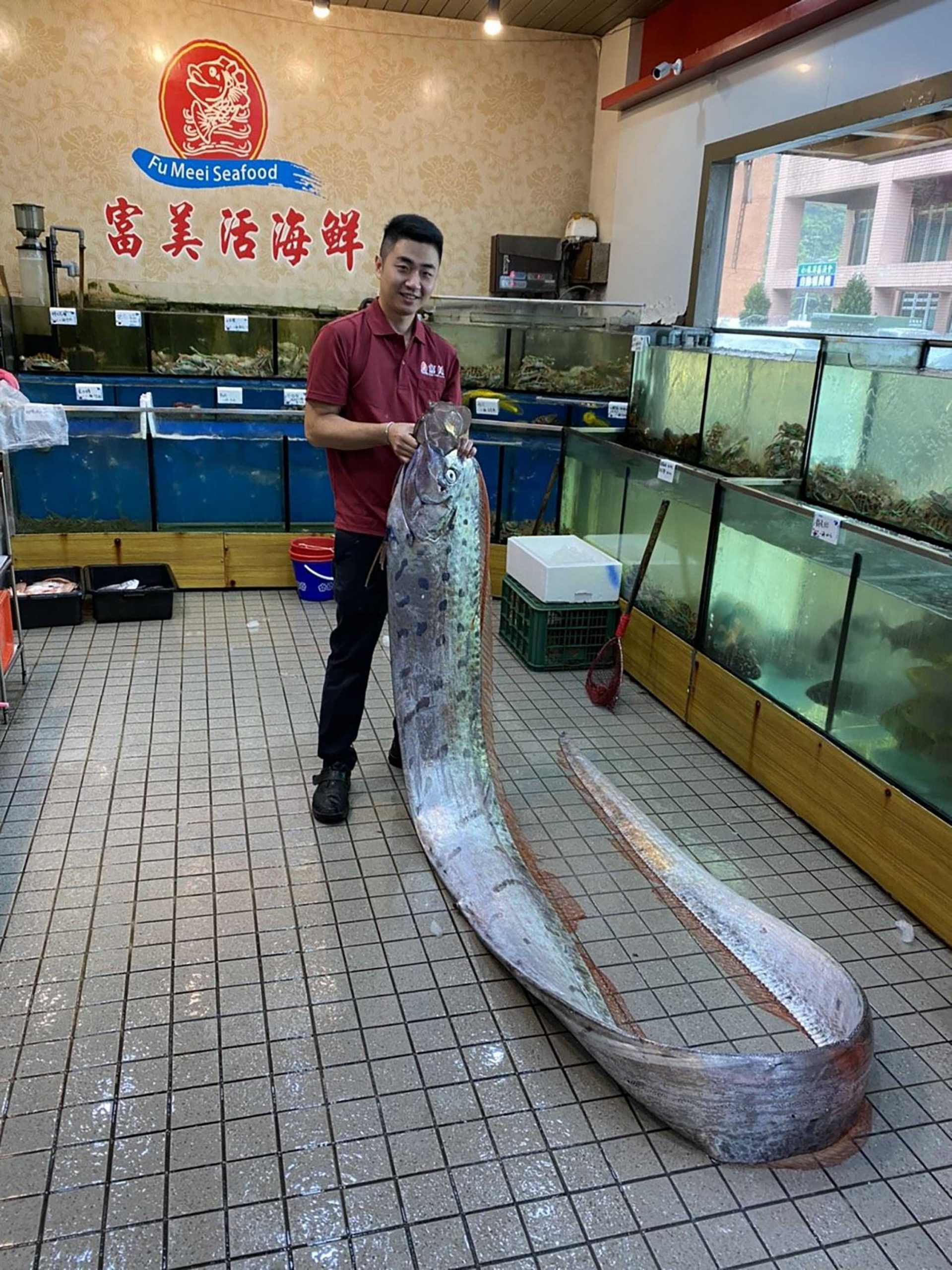 宜蘭漁民在東澳捕獲地震魚 長近五公尺