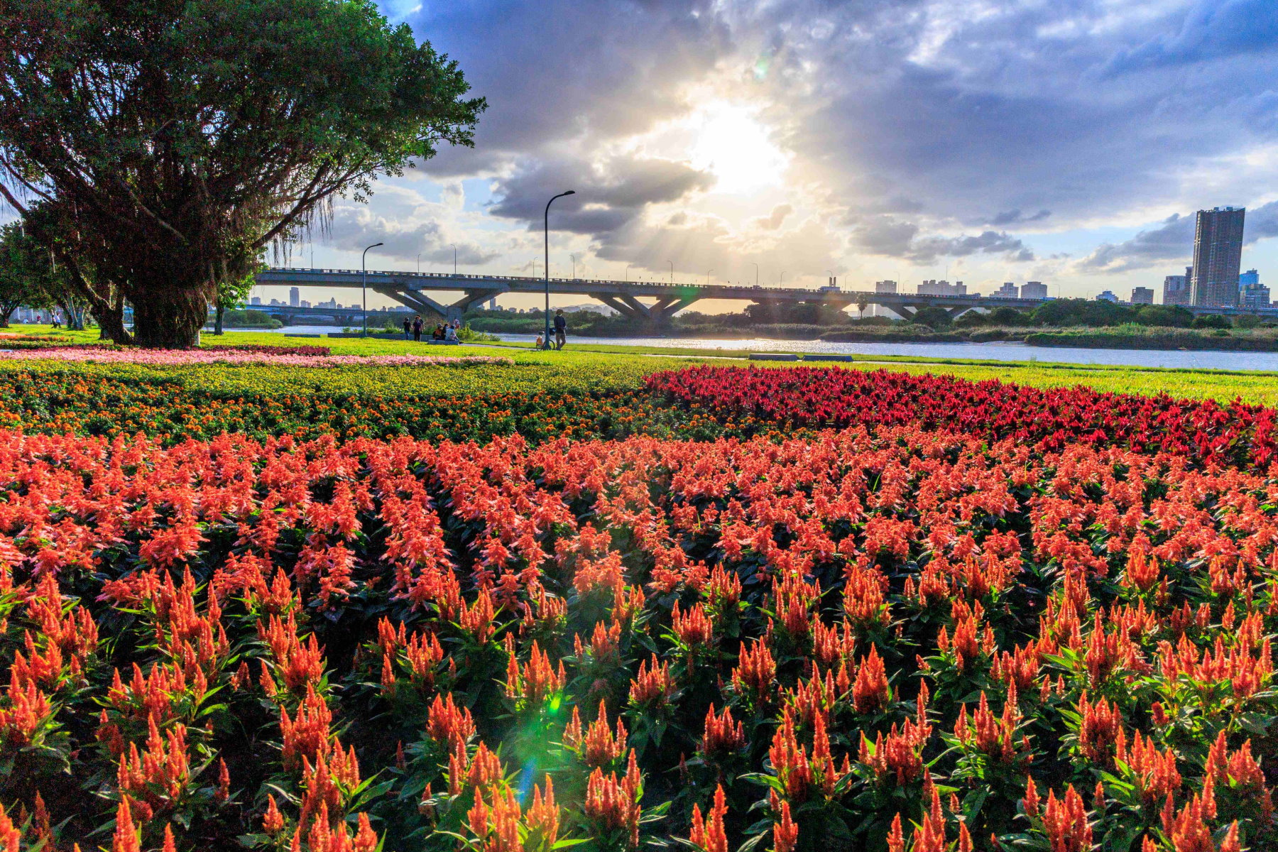 台北市首波河濱花海登場 延平河濱八萬盆花怒放