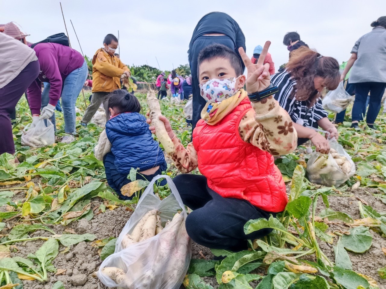 高雄岡山區公所結合扶輪社 招待弱勢民眾拔蘿蔔