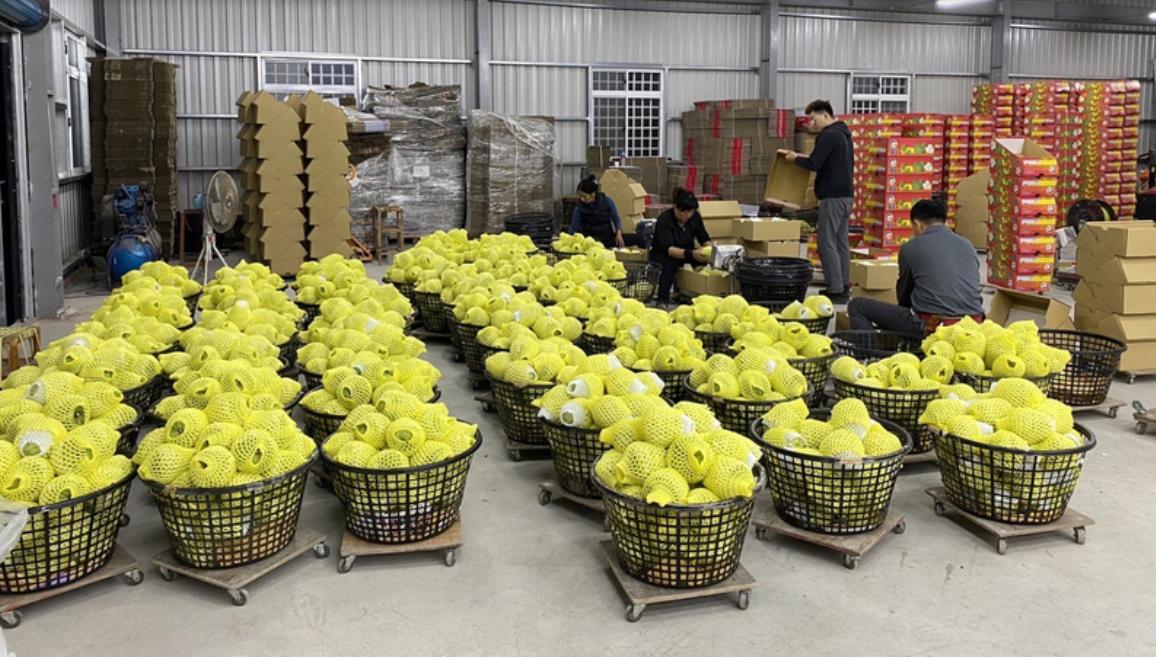 大陸國台辦：即日起恢復台灣釋迦輸入