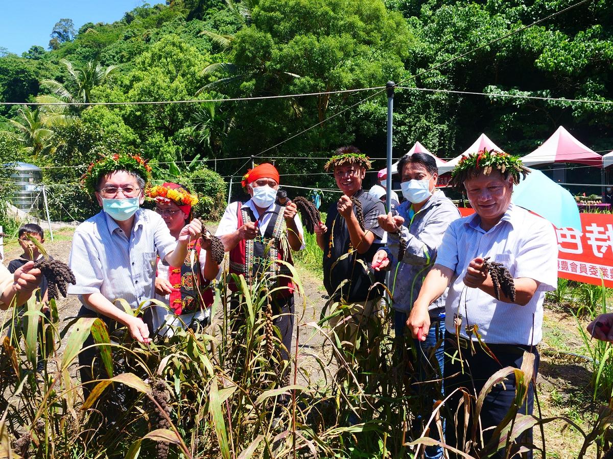 高雄農改場復育原鄉黑米與黑小米茂林魯凱族人好歡欣