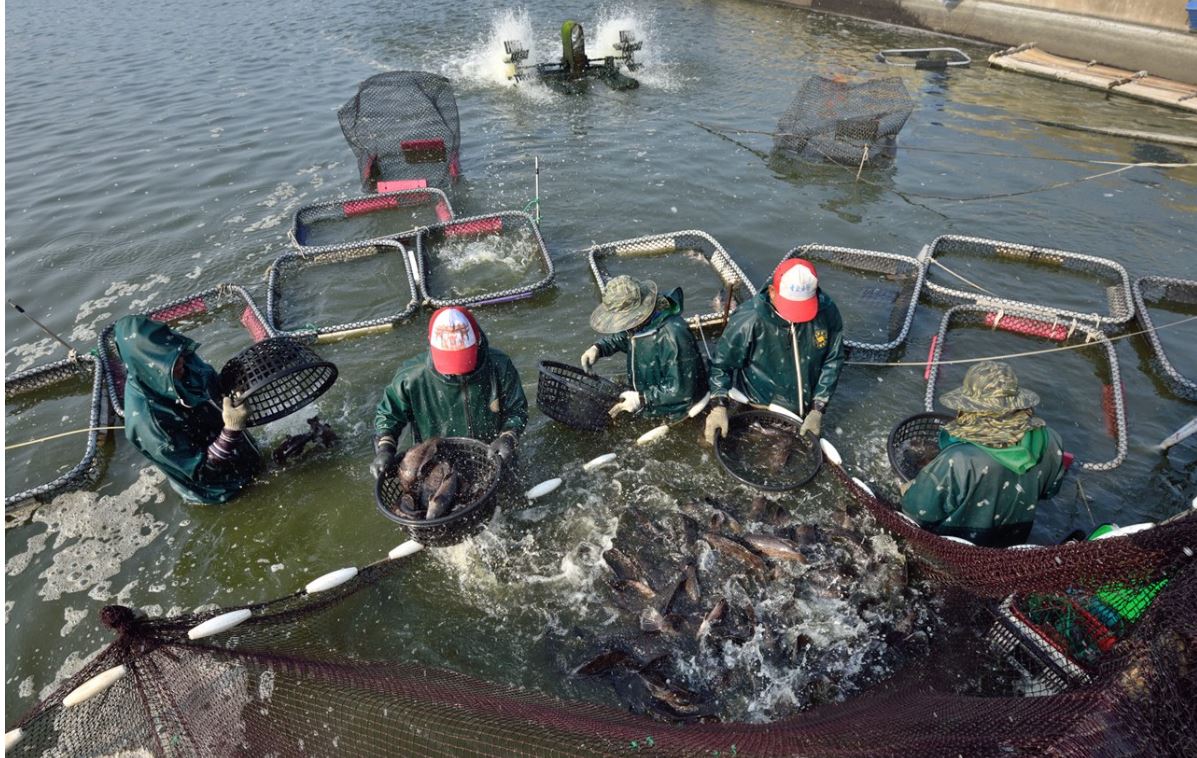 大陸恢復台灣石斑魚輸入 國台辦：一家人的事好商量