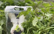 北市廚餘變身有機質肥料 九月十六日起開放民眾申請