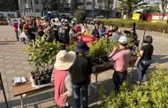 高市免費提供22800株樹苗 38區3月12日發放