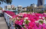 市區九重葛蔓延綻放 高雄各地繽紛花海美不勝收