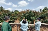 高雄玉荷包荔枝及黑葉災損嚴重 即日起申請救助
