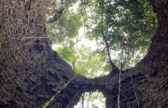 高雄駱駝山第19座石灰窯重見天日 保存最完整