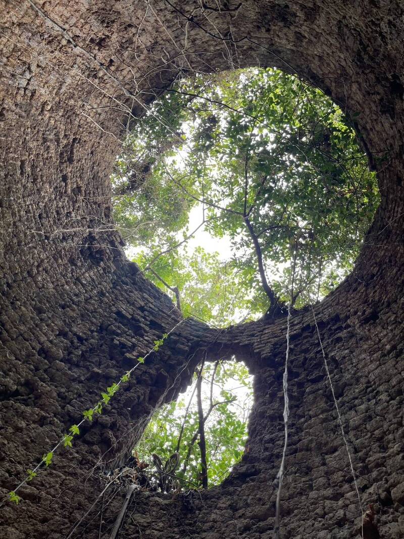 高雄駱駝山第19座石灰窯重見天日 保存最完整