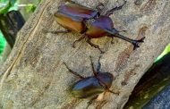 裝甲雄師進駐山水綠公園 王者獨角仙霸氣登場