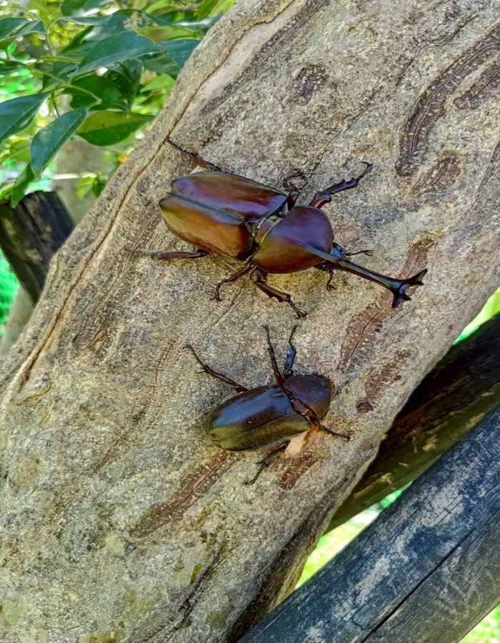 裝甲雄師進駐山水綠公園 王者獨角仙霸氣登場