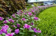 日日春好顏色 彩繪夏日台北街頭