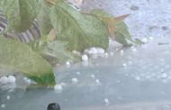 梨山地區下冰雹 中市府持續關心對農作物生產影響