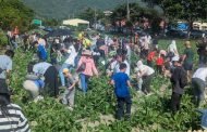 人潮擠爆美濃白玉蘿蔔節 最新鮮的農產帶回家