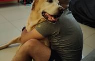 台灣「護國犬」Pablo的感人故事 助查獲300公斤毒品       李美雅 / 基隆關表示，緝毒犬的一生，象徵著奉獻、專業與忠誠。是國門前線反毒重要戰力，也是守護國人健康與社會安全的重要夥伴；緝毒犬與領犬員總有著獨特的專屬回憶。該關特別介紹緝毒犬Pablo與領犬員Lars的故事，讓民眾理解緝毒犬背後的努力與領犬員的款款深情，在反毒路上的合作無間聯手打擊走私，建構「毒品零容忍」的社會，緝毒犬的一生，象徵著奉獻、專業與忠誠。 基隆關領犬員Lars說：「第1次見到Pablo，我們就看對眼了。」 Lars回憶剛通過領犬員測驗，在緝毒犬培訓中心與Pablo初相識的悸動。Pablo其實來自澳洲，在關務署與澳洲海關緝毒犬育種培訓合作背景下，來到了臺灣。似乎是「確認過眼神，遇上對的人」，相較不少領犬員與犬隻常見的辛苦磨合過程，Lars與Pablo從基礎氣味訓練到實地執勤緝毒過程，彼此默契特別好，相伴5年期間，更是在某次檢查貨櫃勤務中，一起查獲高達300公斤走私毒品。「那一刻，我真的好替牠驕傲。」Lars說：「訓練時無數次的嗅味記憶、遊戲獎勵與默契培養，終於在現場發揮作用，那種感動，無法言喻。」 除了緝毒表現亮眼，Pablo在各種機關學校參訪行程中，也是人氣王。每當外賓看到Pablo憨萌地穿越貨物間示範查緝作業，經常迫不及待地搶著與牠合影留念，這樣的療癒力量，也讓原本嚴肅的查驗現場，多了一份溫暖與歡樂。 基隆關說明，緝毒犬多為智商高、性格穩定的拉布拉多犬，訓練過程與環境必須不斷變化，以維持其嗅覺敏銳度與執勤熱情，對領犬員而言，除了技術培訓，更是一場漫長的陪伴與情感連結。Pablo服勤多年後，隨著年齡增長與體能下降，依規定光榮退役，由Lars 領養，從國門前線的緝毒英雄，成為家庭中最溫柔的家人與夥伴；「牠就像我的兄弟一樣。」Lars感性地說。幾年前，Pablo以11歲高齡安詳辭世，Lars也特別為牠舉行溫馨的告別儀式，向這位忠誠戰友致上最後的祝福與敬意。2025/11/27 圖：緝毒犬Pablo與領犬員Lars。(基隆關堤供)