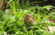 稀有候鳥黃眉鵐現身科博館！籲民眾開啟「賞鳥勿擾模式」