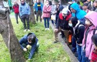 守護校園綠蔭 新北推動樹木褐根病專業防治培力