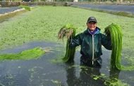 美濃果菜共同運銷金額突破5億元