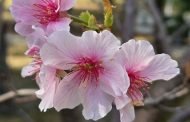 粉紅花海浪漫登場 大安森林公園雙櫻爭豔