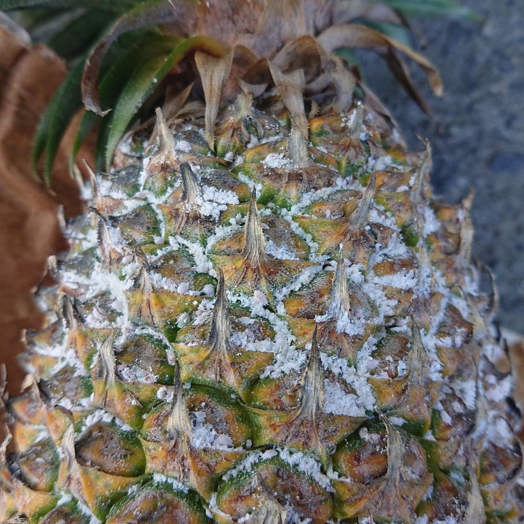 高雄農改場︰守護鳳梨收成 關注安全用藥