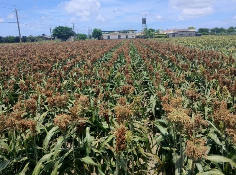 農糧署鼓勵農友轉作高粱 提升國內雜糧產業競爭力