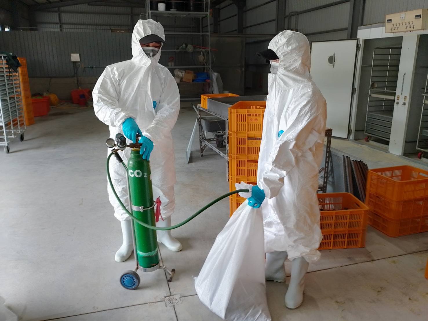 屏東鵪鶉場確診H5N1禽流感 撲殺7.8萬隻
