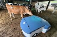 工研院畜試院研發「養牛三寶」 智慧機器人協助畜牧業轉型