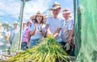 平鎮「千人割稻飯」登場 張善政：研議敬老卡開放農會採購