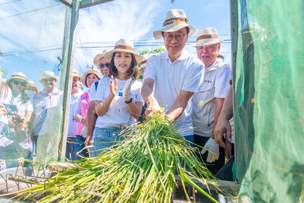 平鎮「千人割稻飯」登場 張善政：研議敬老卡開放農會採購