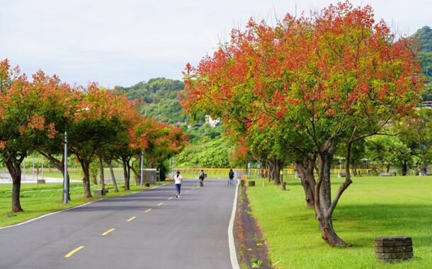 新北河濱台灣欒樹換上新裝 粉紅蒴果妝點秋季美景